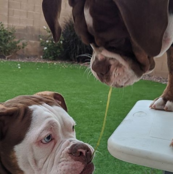 Meet your Posher, Deke - Picture 1 of 1